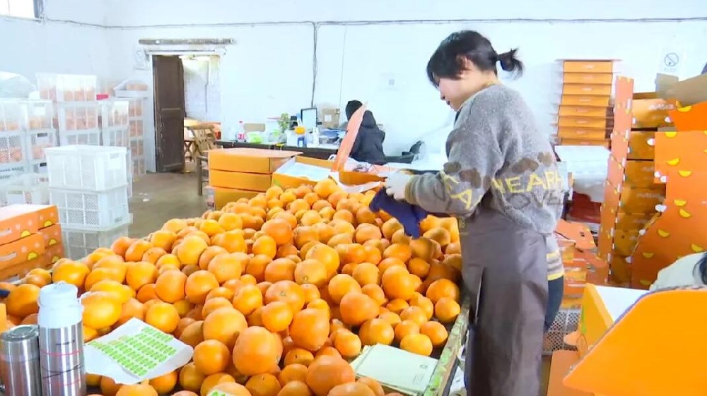 水果分選，提高效益！浙江溫嶺建成首條水果無損檢測分級流水線 眼下正是柑橘名果“紅美人”大批量上市期。這幾日，東浦農(nóng)業(yè)開發(fā)有限公司東浦現(xiàn)代農(nóng)業(yè)產(chǎn)品中心正在調(diào)試我市首條水果無損檢測分級流水線。該流水線不僅能區(qū)分果實大小、輕重，還能通過激光、紅外光譜，分辨出果實有無擦傷等瑕疵