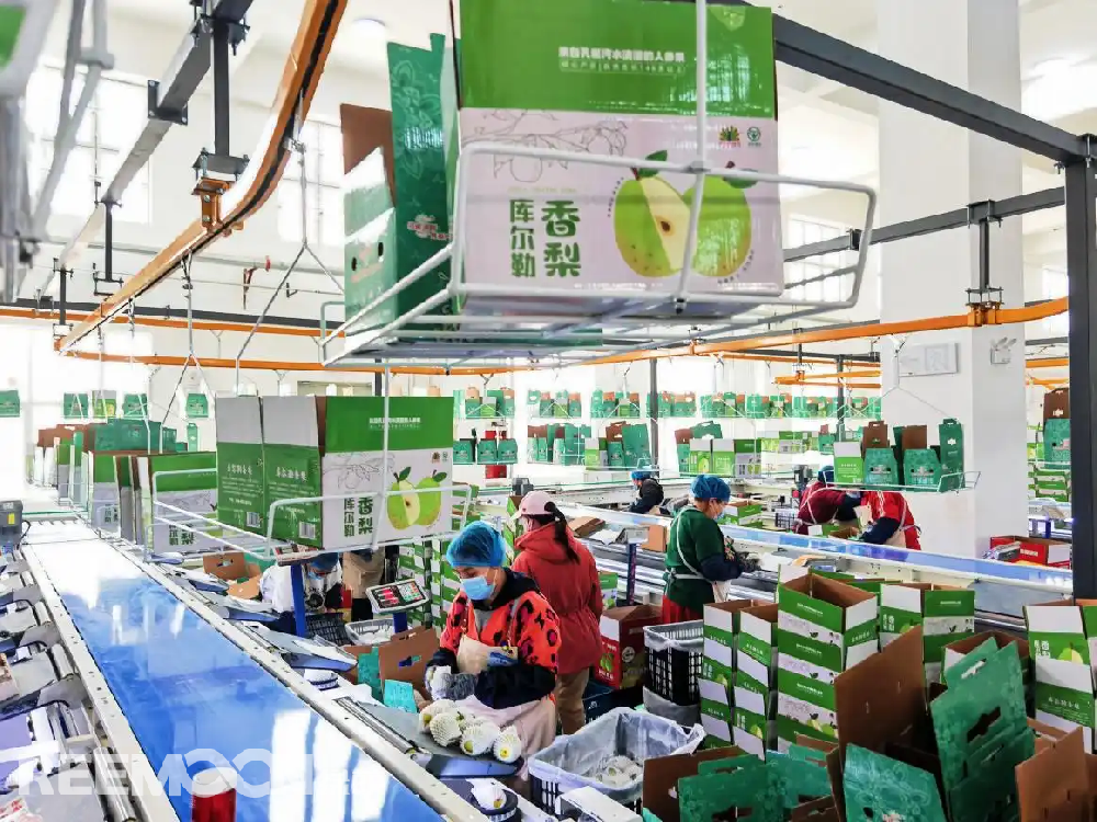 每個(gè)香梨都被放在專屬的小托盤里，從傳送帶上“走”到電腦稱重的“過道”里，被分為180克以上、160克至180克、140克至160克、120克至140克、100克至120克等各個(gè)規(guī)格，分為不同級(jí)別后，一個(gè)個(gè)香梨“躺”著被電腦指令輸送到不同的級(jí)別通道中，順著傳送帶就送到了包裝工人的手邊，他們?cè)僖粋€(gè)個(gè)套上保鮮紙和發(fā)泡網(wǎng)，頭頂上傳送的